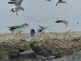  Large Herring Gull eating a fish